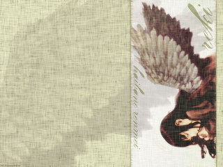 Bird wings white background green - a green border free wallpaper