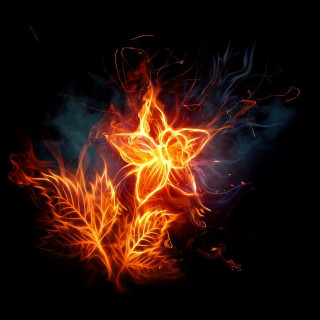 Fire flower dark bright lights - bright free wallpaper