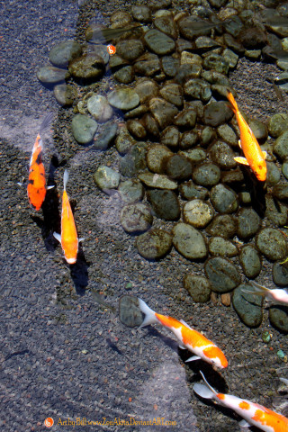 Fish group swimming pond rocks - ecological art free wallpaper
