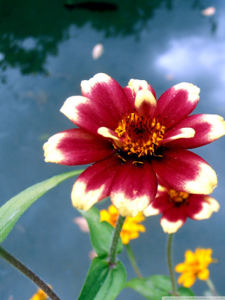 Red yellow flower blue sky - the foreground free wallpaper