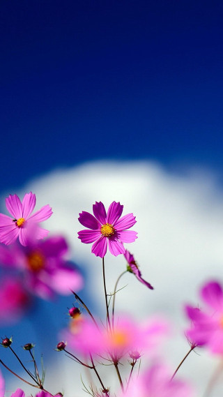 Pink flowers sky clouds blue - a sky background in the background free wallpaper