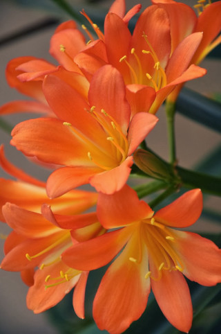 Orange flower macro blurry background 2 - boetius adamsz bolswert free wallpaper