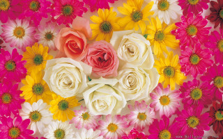 Bunch of flowers in middle - flower free wallpaper
