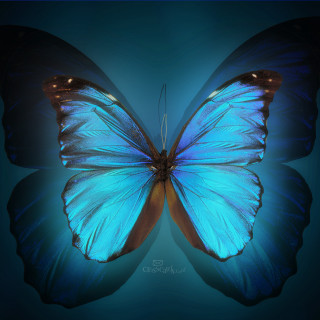 Blue butterfly black background blue - a blue background free wallpaper