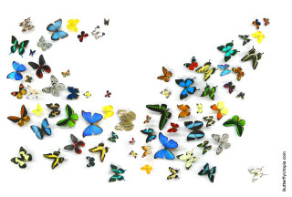 Butterflies flying group white background - a group of butterflies free wallpaper