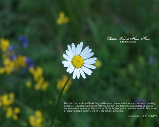 White flower yellow center field - radiant free wallpaper