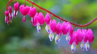 Pink flowers hanging branch leaves - ding yunpeng free wallpaper