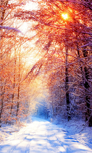 Snowy road trees sun shining - the background free wallpaper