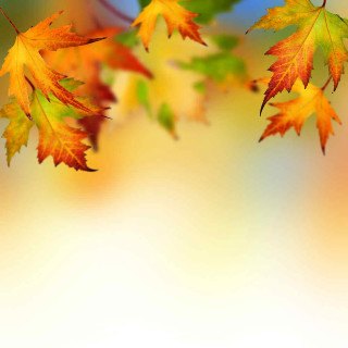 Tree branch leaves blurry background - andries stock free wallpaper