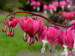 Pink flowers park macro blurry - betty merken free wallpaper