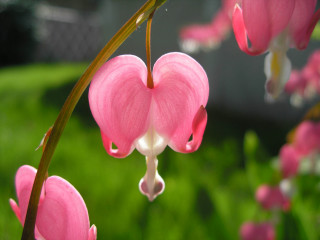 Pink flower garden macro blurry - simple form free wallpaper