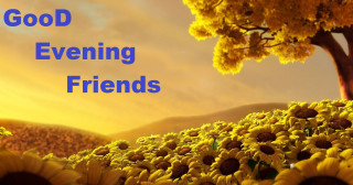 Sunflower field tree evening friends - a field of sunflowers free wallpaper