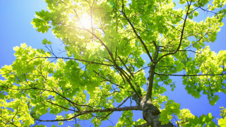 Tree sunlight blue sky bench - branch free wallpaper