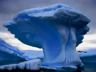 Iceberg ocean bird flying side - ice free wallpaper