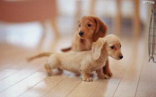 Small dogs hardwood floor chair - chang daichien free wallpaper