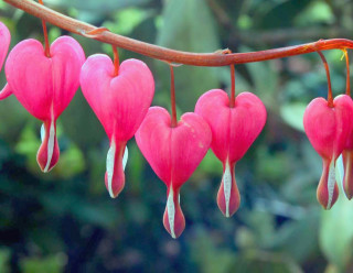 Pink hearts tree branch leaves - boetius adamsz bolswert free wallpaper