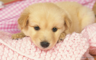 Puppy lying blanket pink sad - chang daichien free wallpaper
