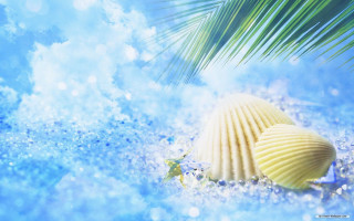 Shell palmleaf bluewater droplets bubbles - water droplet free wallpaper