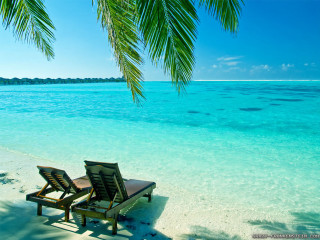 Beach chairs ocean palm tree - a palm tree in the foreground free wallpaper