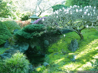 Garden pond trees bushes building - a pond free wallpaper