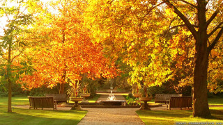Park bench fountain orange leaves - a park free wallpaper