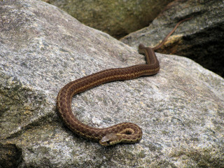 Snake rock background rock foreground - female free wallpaper
