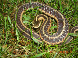 Snake curled grass brown white - female free wallpaper