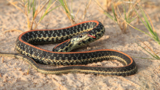 Snake laying ground sand grass - its head free wallpaper
