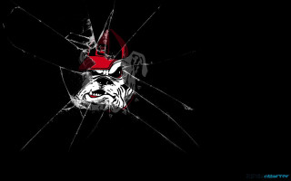 Bulldog broken glass red hat - a broken glass window free wallpaper
