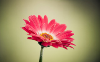 Pink flower green background yellow 10 - a vase free wallpaper