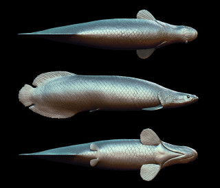 Two fish three positions black - carpoforo tencalla free wallpaper