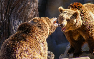 Brown bears teeth bite realistic - its mouth free wallpaper