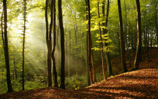 Forest leaves hill trees sunset - top of a hill free wallpaper
