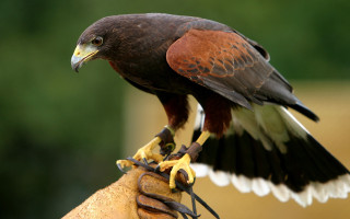 Bird perched wings spread owl - its wing free wallpaper