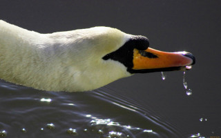 Duck waterdrops beak ocean sand - drop of water free wallpaper