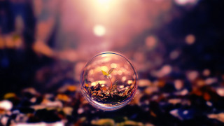 Glass ball plant tabletop blurry 2 - a blurry background of leaves free wallpaper