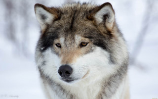 Wolf snow winter naturalism sharp - sharp focus free wallpaper