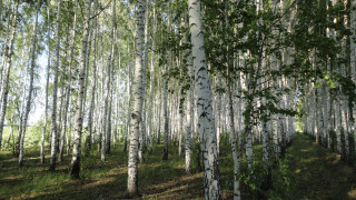 Forest grove urban nature woodcut - free forest wallpaper