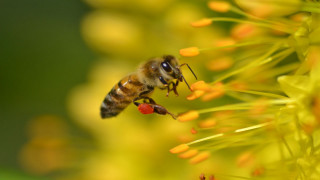 Bee yellow flower pollen macro 2 - a bee free wallpaper
