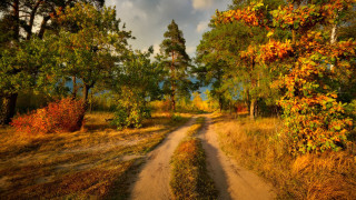 Dirt road autumn leaves forest 3 - autumn free wallpaper