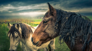 Horses field cloudy sky flower - under a cloudy sky free wallpaper