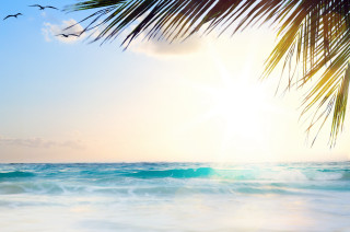 Palm tree ocean sun birds - overhead in the sky free wallpaper