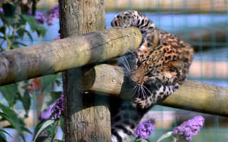 Cat fence purple flowers blue - a wooden fence free wallpaper