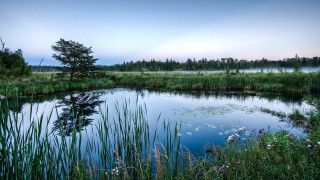 Pond trees grass sky nature 2 - tall grass and trees free wallpaper