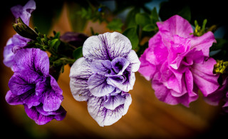 Purple flower hydrangea lily leaf - a table top free wallpaper