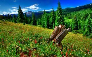 Field tree stump mountain flowers - beautiful landscape free wallpaper