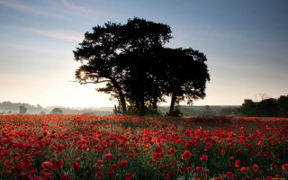 Red flower field sunset bouquet - sunset free wallpaper