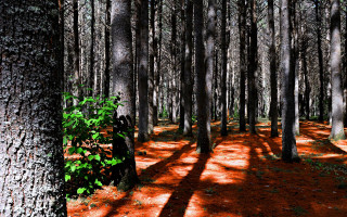 Forest red ground trees sunset - a woodcut free wallpaper