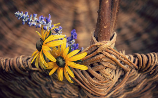 Flower basket stilllife blurry depth - bracha l. ettinger free wallpaper