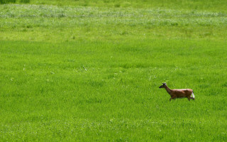 Deer running green field tilt - short depth of field free wallpaper